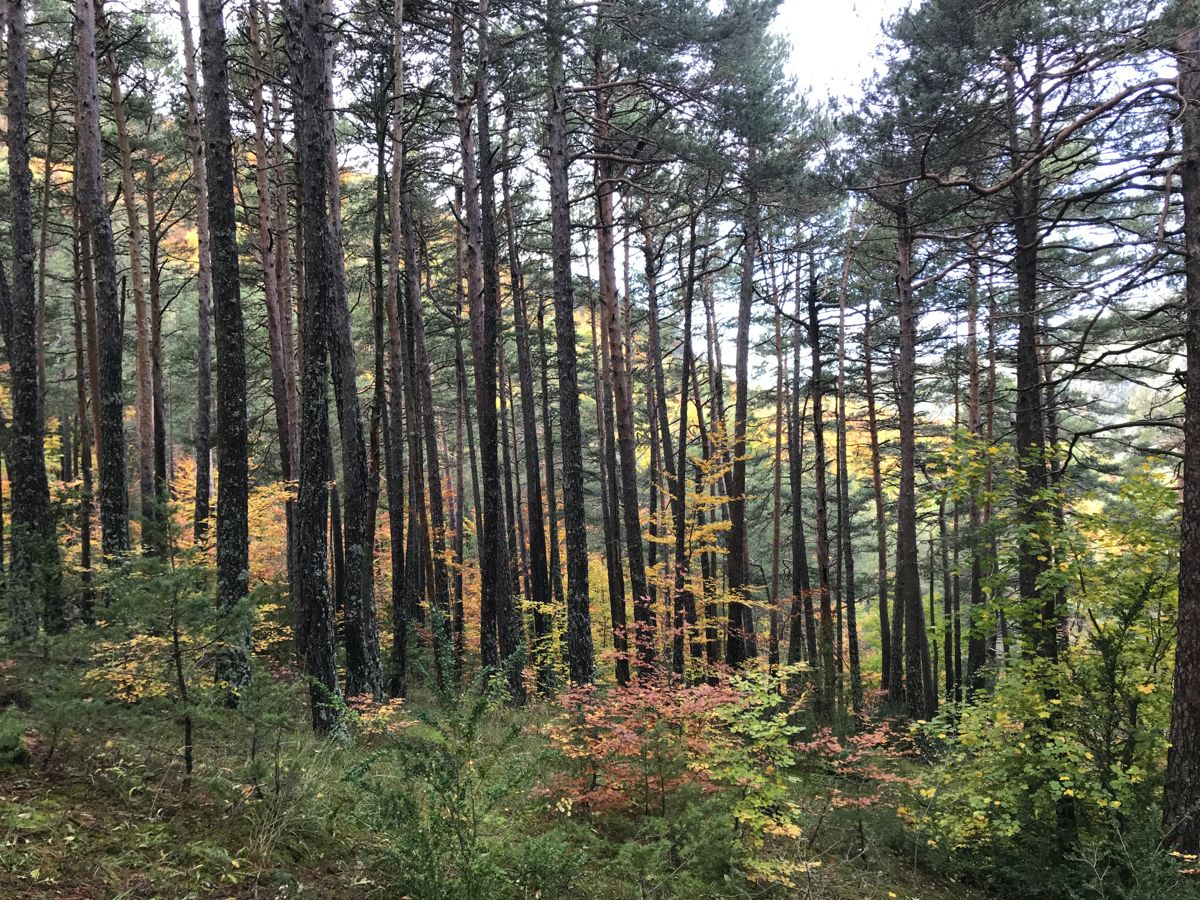 Col du Fa ou du Fam